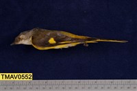 藏品(灰喉山椒鳥)的圖片